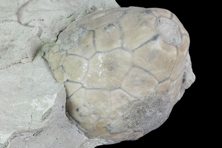 Fossil Crinoid Calyx - Indiana #110792